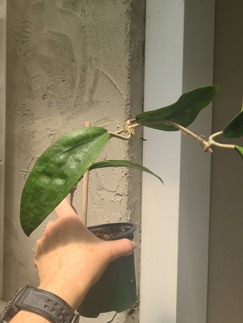 Hoya Rigida - Picture 6 of 7